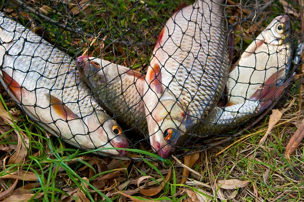 Vários peixes de barata na grama murcha . — Fotografia de Stock