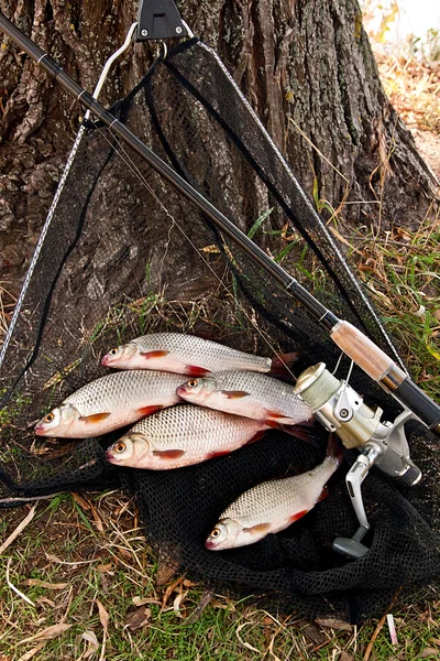 Catching freshwater fish and fishing rods with fishing reel. — Stock Photo, Image