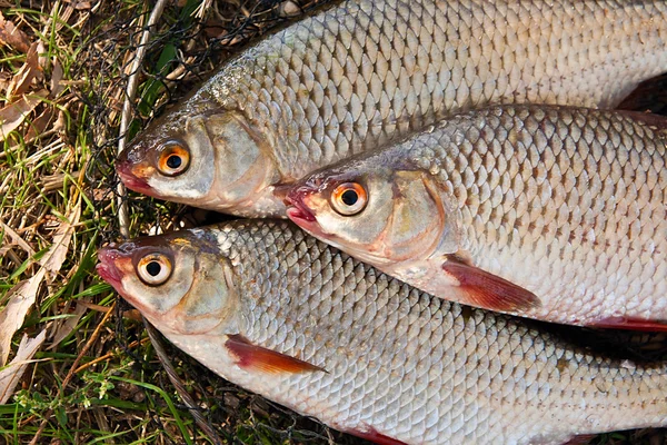 Close up view of the several roach fish just taken from the wate — Stock Photo, Image
