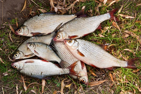 Pile of freshwater roach fish as background. — Stock Photo, Image