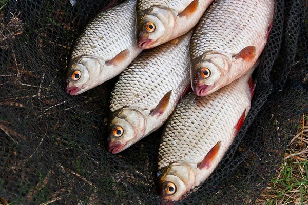 Several of roach fish on fishing net. — Stock Photo, Image