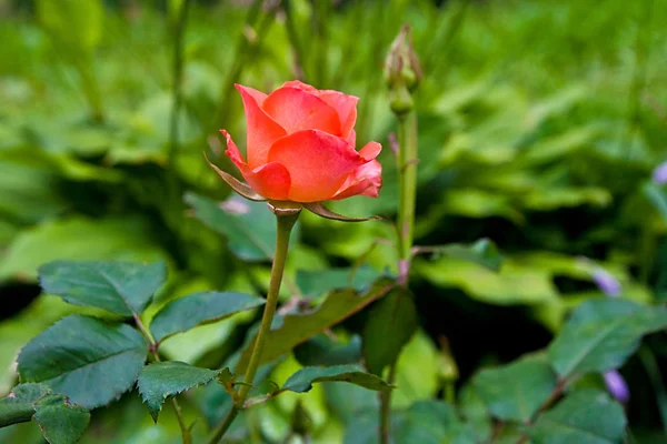 Red rose in the garden — Stock Photo, Image