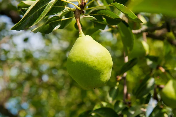 Gruszka owocowa na drzewie w ogrodzie owocowym. — Zdjęcie stockowe