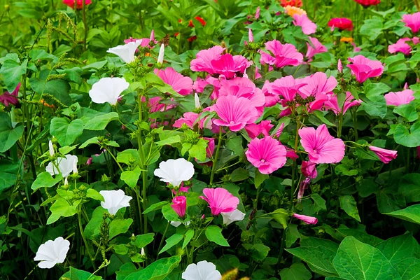 White and pink petunias on the flower bed. View lots of white an — Stock Photo, Image