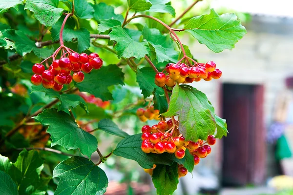 El primer plano del manojo de las bayas rojas de la rosa Gu mayor o Viburnum —  Fotos de Stock