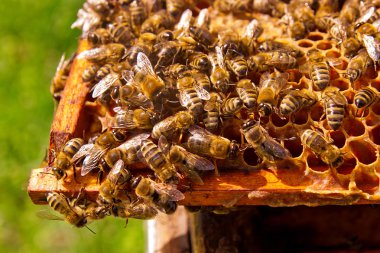 Arılar meşgul, petek üzerinde çalışma arıların görünümü kadar yakın.