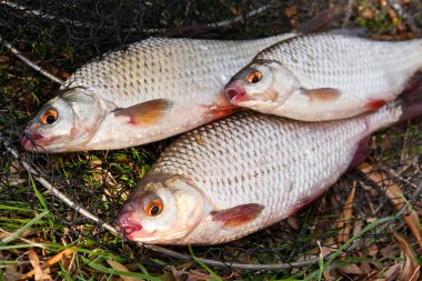 Yeni wate çekilen birkaç roach balık görünümünü kapat