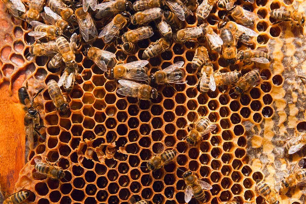 Abelhas trabalhando no favo de mel amarelo com mel doce . — Fotografia de Stock