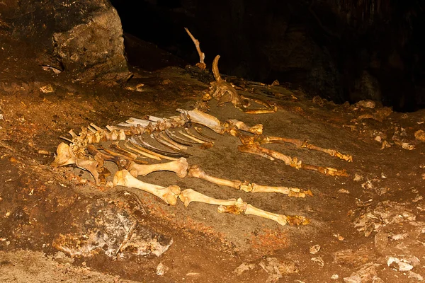 İskelet mağarada hayvan.