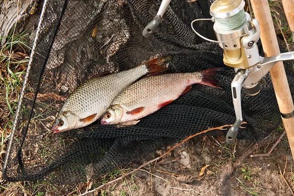 Capture de poissons d'eau douce et cannes à pêche avec bobine de pêche . — Photo