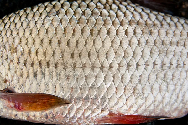 Close-up van voorn vis net genomen uit het water. Roach Fis — Stockfoto