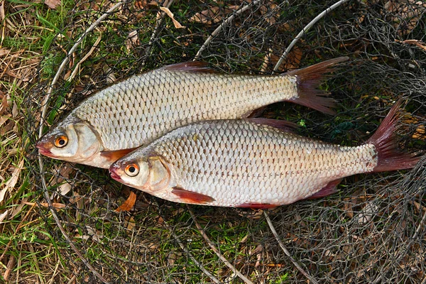 Molti di pesce scarafaggio sull'erba appassita . — Foto Stock
