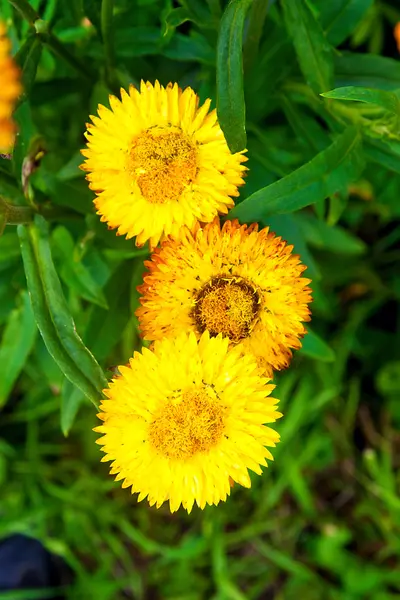 Flor de paja en jardín al aire libre — Foto de Stock