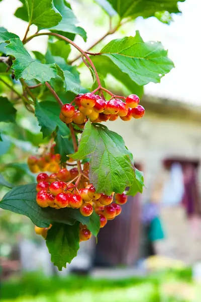 封闭的一束束的红色浆果的琼花或 Viburnu — 图库照片