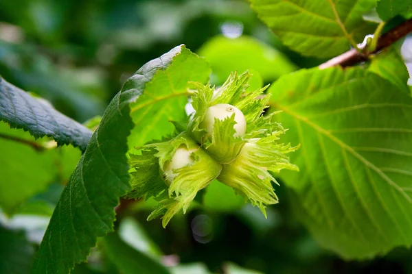 Las avellanas verdes crecen en el árbol . —  Fotos de Stock