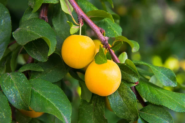 Dojrzałych żółty śliwka wiśnia (Prunus cerasifera) — Zdjęcie stockowe