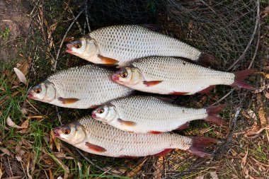 Tatlı su roach balık arka plan olarak yığını.
