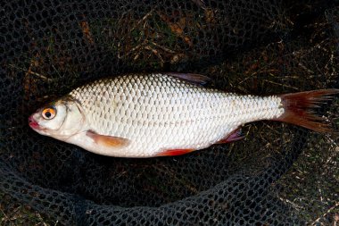 Yeni denizden çekilen roach balık görünümünü kapat.