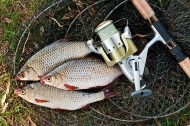 Tatlı su balık ve balıkçılık çubuklar balıkçılık reel ile alıcı.