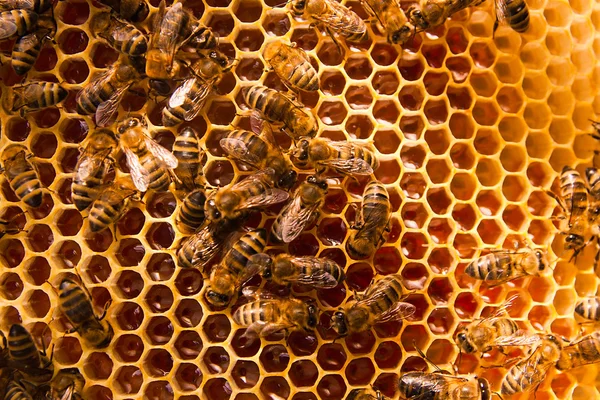 Api feriali sul favo giallo con miele dolce . — Foto Stock