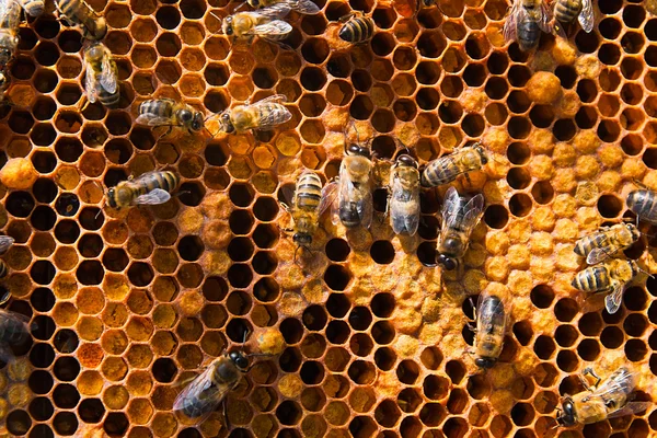 Veduta ravvicinata delle api da lavoro e polline raccolto nel — Foto Stock