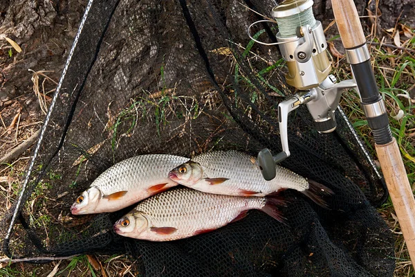 Catching freshwater fish and fishing rods with fishing reel. — Stock Photo, Image