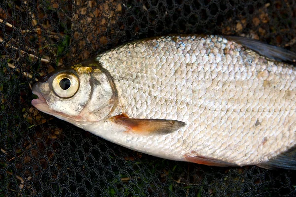 Close-up van de brasem vis zojuist genomen uit het water. — Stockfoto
