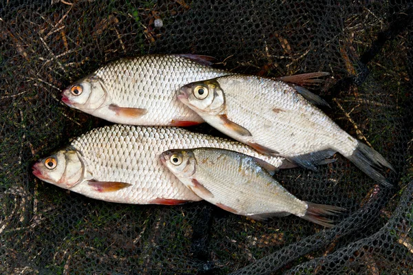 Pile of freshwater roach and bream fish as background.