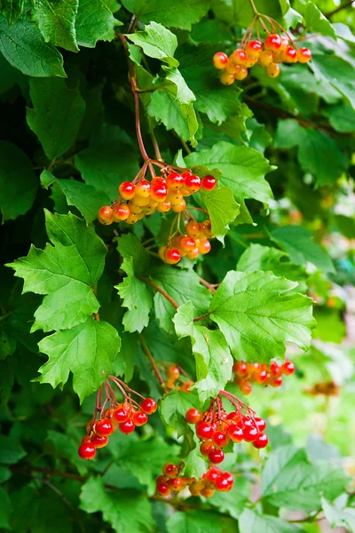 Csomó piros bogyós gyümölcsök Gu elder rose vagy Viburnum opulus cserje — Stock Fotó