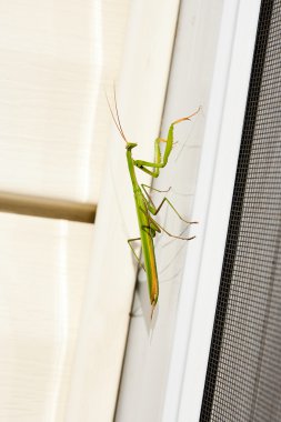 Dua eden peygamber devesi böcek doğa. Mantis bileğinde.