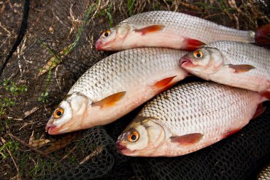 Tatlı su roach balık arka plan olarak yığını.