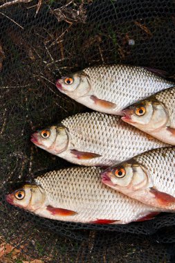 Tatlı su roach balık arka plan olarak yığını.