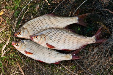 Birkaç roach balık solmuş çimenlerin üzerinde.