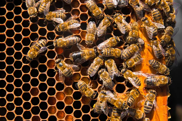 Close up view of the working bees and collected pollen in the ho — Stock Photo, Image