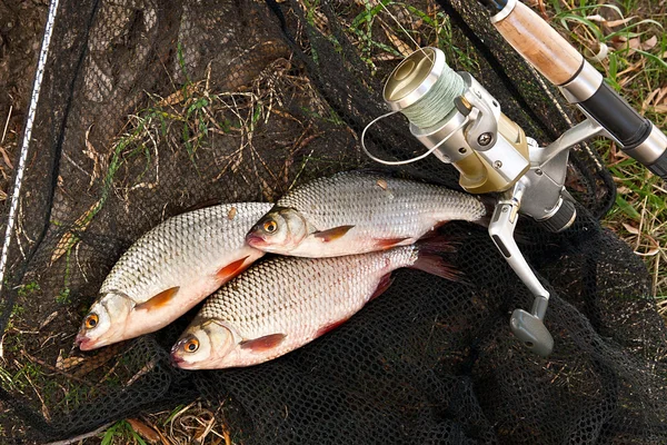 Captura de peces de agua dulce y cañas de pescar con carrete de pesca . — Foto de Stock