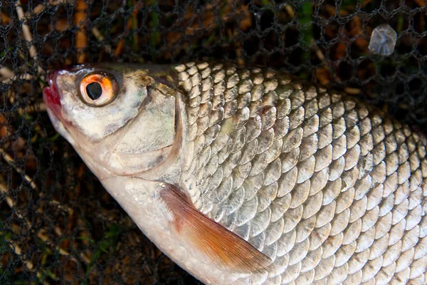 Zár megjelöl kilátás roach halak a víz csak elvett. — Stock Fotó