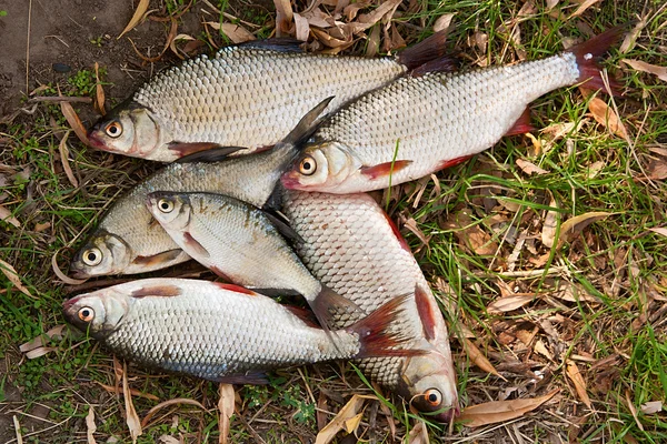 Pile of freshwater roach fish and bream freshwater fish as backg — Stock Photo, Image
