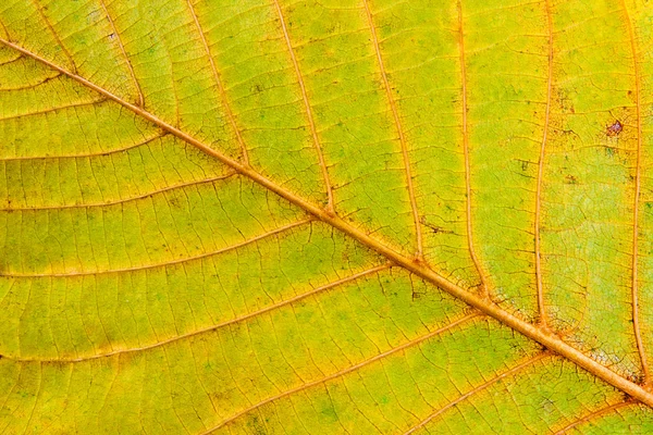 Outono folha de árvore de noz isolado no fundo branco — Fotografia de Stock