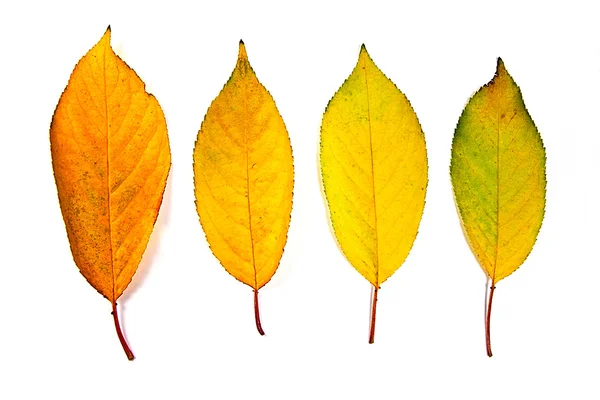 Uma espécie de folhas de outono diferentes isoladas no fundo branco . — Fotografia de Stock