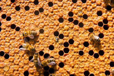 Arılar meşgul, petek üzerinde çalışma arıların görünümü kadar yakın. 