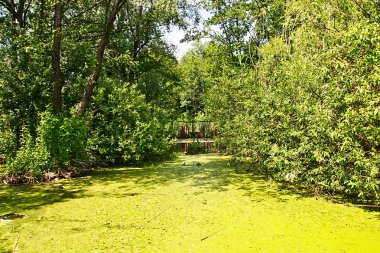 Bataklık duckweed ile bir su birikintisi üzerinde görünüm su ve reed.