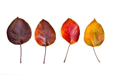 Beyaz arka plan üzerinde izole farklı sonbahar yaprak yakışmak. 