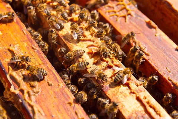 Vista de cerca de las abejas pululando en un panal . —  Fotos de Stock