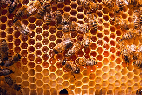 在甜甜的蜂蜜黄蜂窝工作蜜蜂. — 图库照片