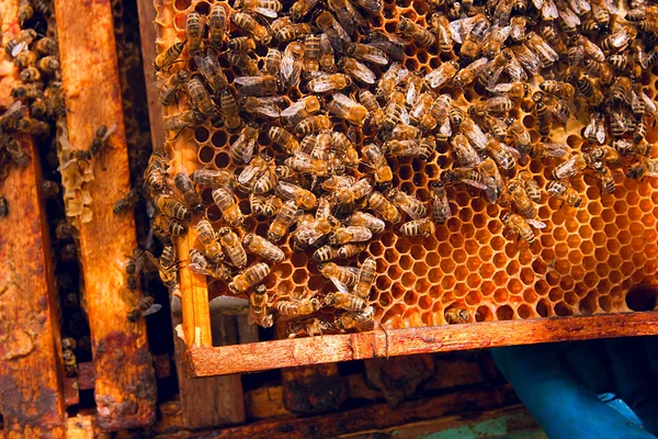 Close up view of the bees swarming on a honeycomb. — Stock Photo, Image