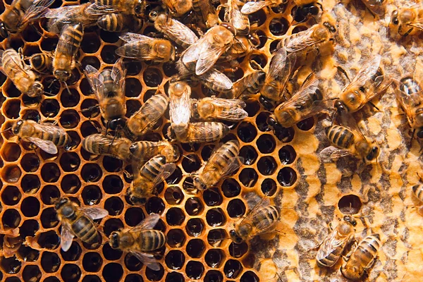 달콤한 꿀 노란 벌집에 꿀벌을 작업. — 스톡 사진