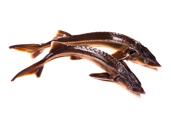 Fresh sterlet fish isolated on white. Sterlet is a small sturgeo