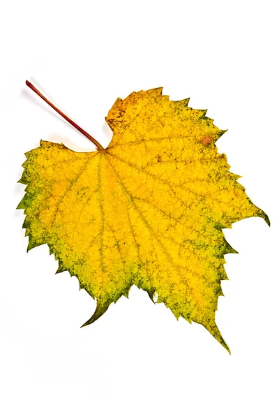 Folha de uvas de outono isolada sobre fundo branco . — Fotografia de Stock