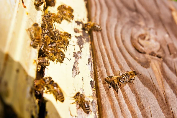 Plenty of bees at the entrance of beehive in apiary. Royalty Free Stock Images