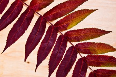 Ahşap arka plan üzerinde kırmızı sonbahar yaprak görünümü kadar kapatın